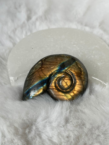 Labradorite shell